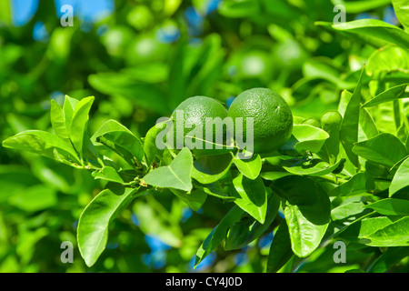 Les oranges vertes non mûres accroché sur une branche d'arbre Banque D'Images
