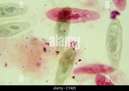 Paramécie sous le microscope, l'arrière-plan (Paramécie) Banque D'Images