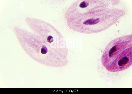 Paramécie conjugaison sous le microscope, l'arrière-plan Banque D'Images