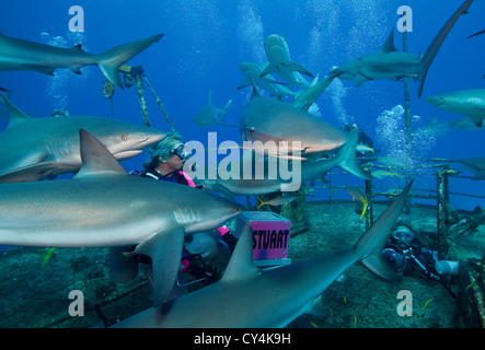 Chargeur de requins entouré par masse de requins de récif Banque D'Images
