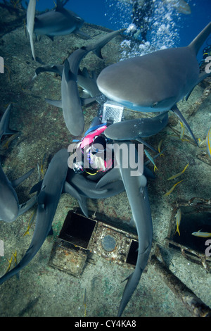 Scuba Diver entouré par masse de requins de récif Banque D'Images