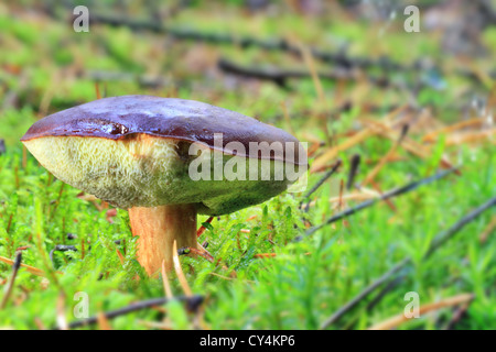 Boletus badius - la croissance de mousse dans la forêt Banque D'Images