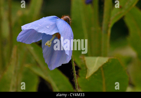 Close up of Himalayan poppy Meconopsis bleu Banque D'Images