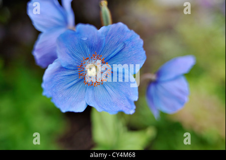 Close up of blue Himalayan poppy Meconopsis Napaulensis Banque D'Images
