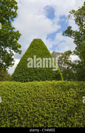 Topiaire d'arrière-plan avec une couverture parfaitement coupé et l'if holly pyramide flanquée par des chênes dans un jardin anglais Banque D'Images