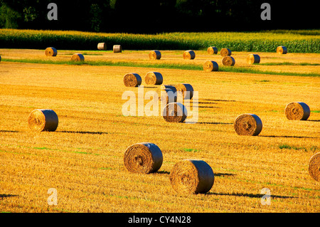 Domaine de récolte récente bottes de foin dans golden sunset Banque D'Images