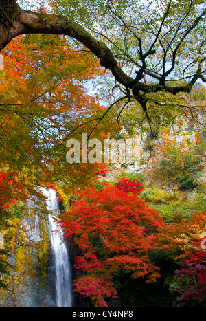 Automne feuilles d'érable à Mino cascade dans Osaka, Japon Banque D'Images