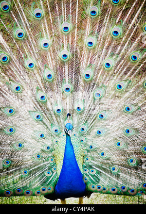 USA, Hawaii, Kauai, Portrait de peacock Banque D'Images