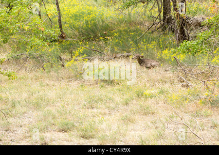 Le cerf mulet se nourrissant dans les hautes herbes, avec des fleurs jaunes en fleurs, à Zion Canyon Banque D'Images