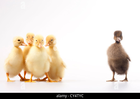 Histoire de vilain petit canard, studio shot Banque D'Images