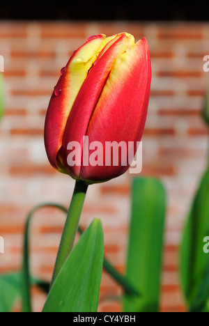 Tulipa Apeldoorn Elite Banque D'Images