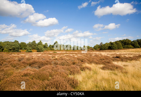 Paysage de lande de bruyère l'automne Sutton, Suffolk, Angleterre Banque D'Images