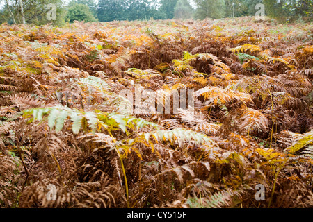 Fougère fougère Pteridium feuilles couleurs d'automne la lande de bruyère Sutton, Suffolk, Angleterre Banque D'Images