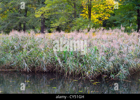 L'eau calme des roseaux et des couleurs d'automne Wroclaw Pologne Basse-silésie Szczytnicki Park Banque D'Images