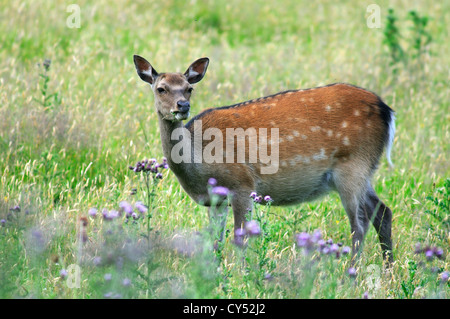 Un pâturage rugueux dans hind sika Dorset UK Banque D'Images