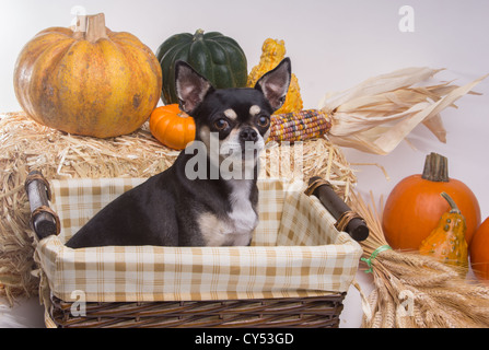 Cute chihuahua beige et brun à l'intérieur du panier de récolte avec des citrouilles, le maïs, le blé et le foin, les tiges de pile. Sur fond blanc Banque D'Images