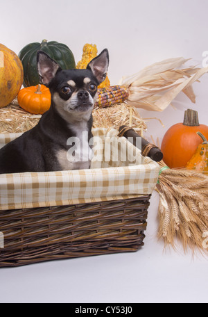 Cute chihuahua beige et brun à l'intérieur du panier de récolte avec des citrouilles, le maïs, le blé et le foin, les tiges de pile. Sur fond blanc Banque D'Images