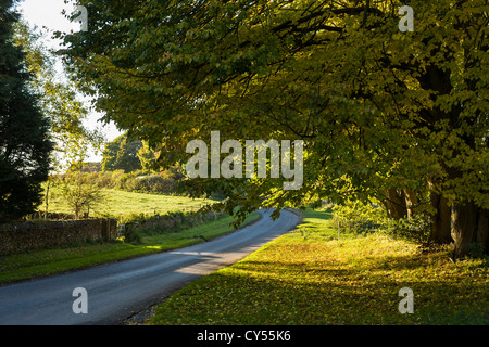 Les marronniers dans Lockton, North Yorkshire, Angleterre Banque D'Images