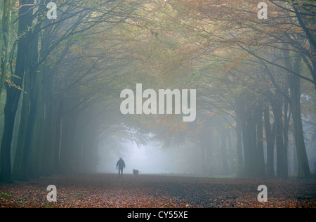 Dog Walker en automne Octobre brouillard Norfolk UK Banque D'Images
