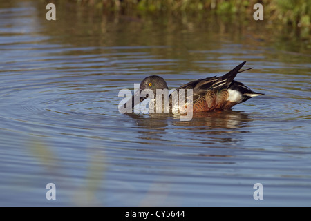 Canard souchet Anas clypeata drake en plumage éclipse Banque D'Images