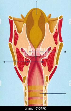 Le système respiratoire. Schéma de la partie avant du larynx. Dessin. La couleur. Banque D'Images