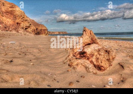 Driftwood on a beach Banque D'Images