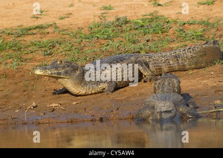 Caïman à lunettes (Caiman crocodilus), également connu sous le nom de white ou caiman caiman commun Banque D'Images