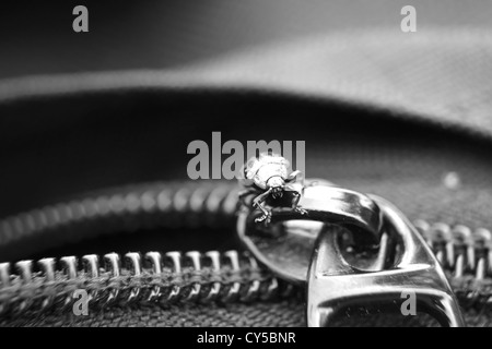 Bug et fermeture à glissière Banque D'Images