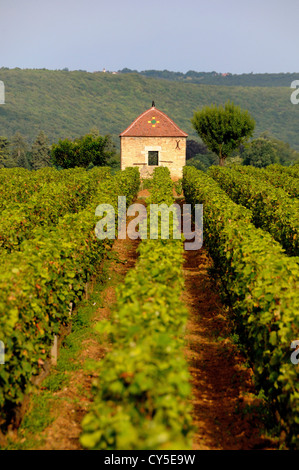 La vigne, Premier Cru Corton vins Pernand-vergelesses entre vignoble et Savigny les Beaune, bourgogne, France, Europe Banque D'Images