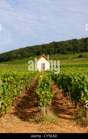 Vignoble Premier cru entre Pernand Vergelesses et Savigny les Beaune, Bourgogne Franche Comte, France, Europe Banque D'Images