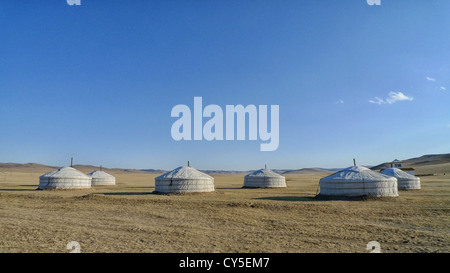 Gers dans la campagne mongole. Banque D'Images