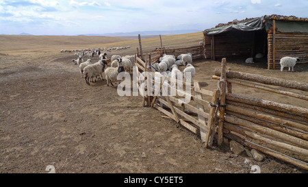 Moutons sur une petite ferme en Mongolie. Visité lors d'une pause sur le chemin de fer trans-mongol entre Pékin et Moscou. Banque D'Images