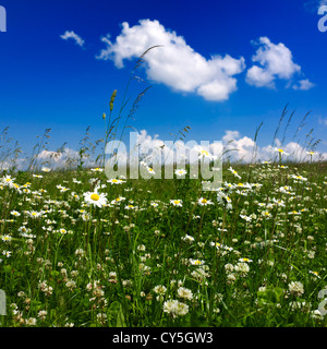 Prairie lumineuse remplie de marguerites et de ciels bleus sous des nuages doux pendant un après-midi ensoleillé Banque D'Images