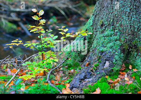 Bois d arbre en automne à proximité de vieux tronc recouvert de mousse Banque D'Images