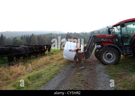 L'agriculteur du fourrage supplémentaire de vaches sur un pâturage à la fin de l'été. Banque D'Images
