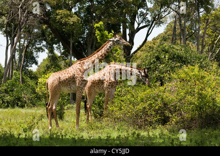 Deux hommes Masaïs Girafe (Giraffa camelopardalis tippelskirchi) manger douilles sur le Masai Mara National Reserve, Kenya, Africa Banque D'Images