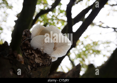 Champignons Oudemansiella mucida porcelaine poussant sur un arbre bouleau tombé dans Cornish woodland Banque D'Images