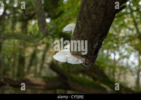 Champignons Oudemansiella mucida porcelaine poussant sur un arbre bouleau tombé dans Cornish woodland Banque D'Images