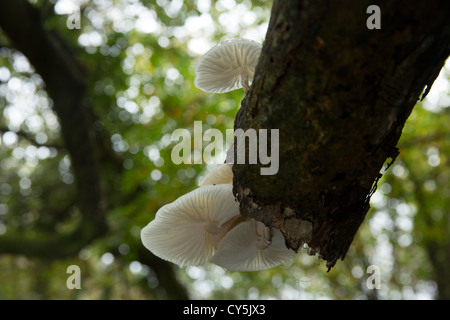 Champignons Oudemansiella mucida porcelaine poussant sur un arbre bouleau tombé dans Cornish woodland Banque D'Images