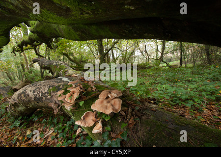 Les champignons poussant sur le tronc d'un hêtre tombé dans Cornish woodland Banque D'Images