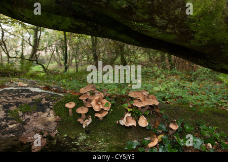 Les champignons poussant sur le tronc d'un hêtre tombé dans Cornish woodland Banque D'Images