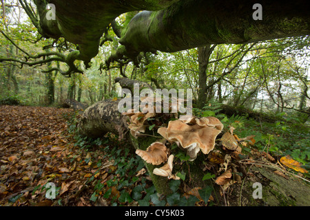 Les champignons poussant sur un arbre tombé en bois hêtre Cornish Banque D'Images
