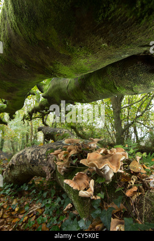 Les champignons poussant sur un arbre tombé en bois hêtre Cornish Banque D'Images
