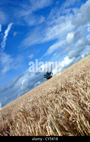 Arbre isolé en champ de blé mûr dans l'été britannique avec un ciel d'été Banque D'Images