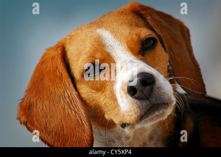 Beagle femelle portrait Banque D'Images