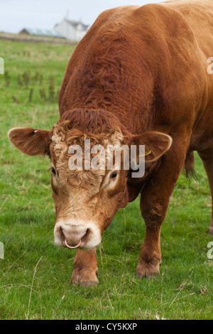 Limousin Bull (Bos taurus). La race continentale, originaire de centre-sud de la France dans les régions du Limousin et Marche. Banque D'Images