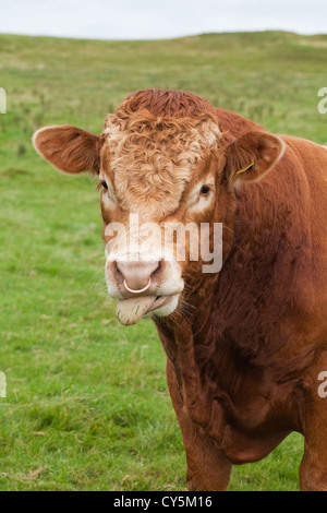 Limousin Bull (Bos taurus). La race continentale, originaire de centre-sud de la France en régions Limousin et Marche. Ici sur Iona. L'Écosse. Banque D'Images