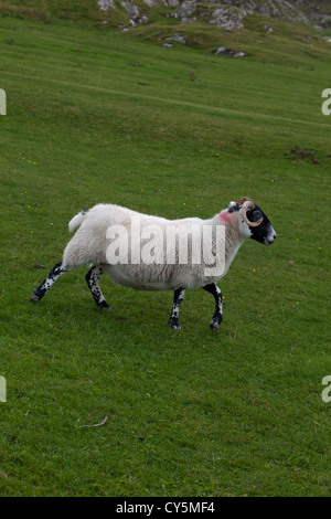 Scottish Blackface brebis (Ovis aries). Cornes de la race dans les deux sexes. Race La plus courante au Royaume-Uni. À l'île de Iona, Hébrides intérieures de l'Écosse. Banque D'Images