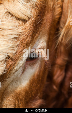 L'Œil gauche et les yeux d'un Taureau Limousin cils (Bos taurus). Vue de l'avant. Banque D'Images