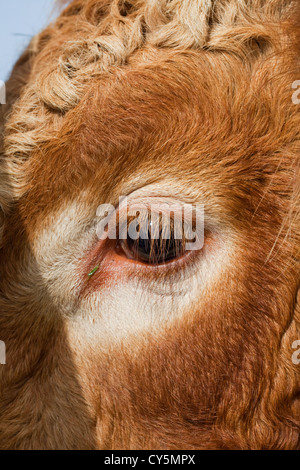 Eye lashes oeil et d'un Taureau Limousin (Bos taurus). Banque D'Images